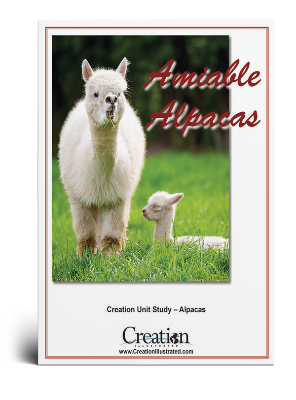 Alpaca Unit Study