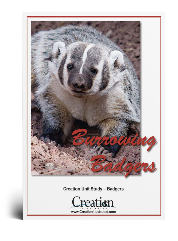 Badger Unit Study