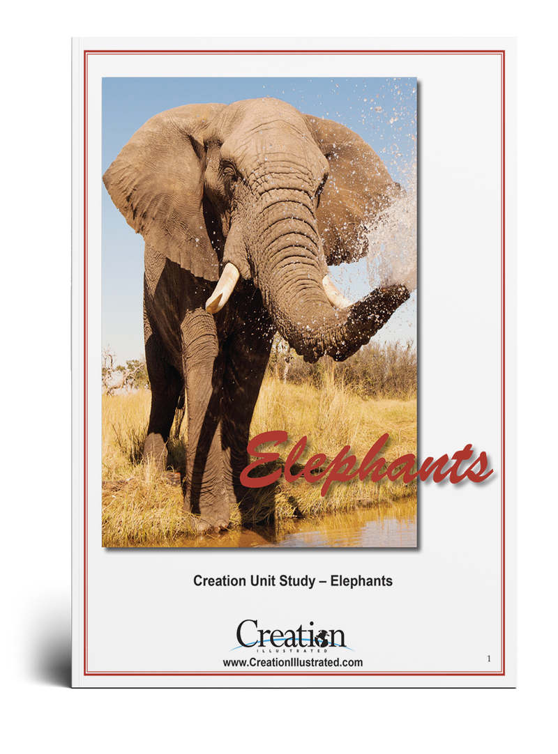 Elephant Unit Study
