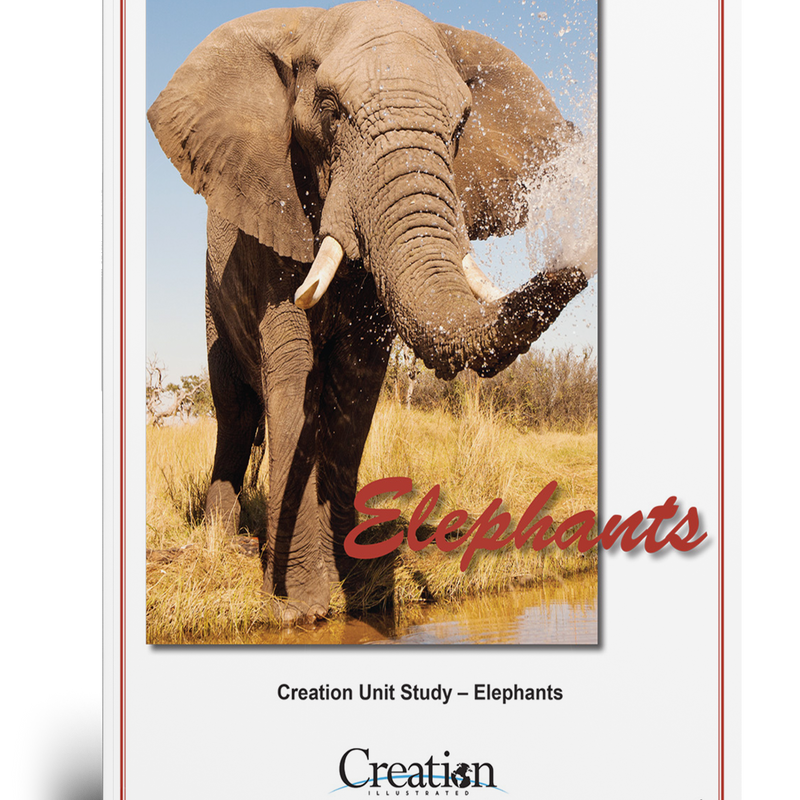 Elephant Unit Study