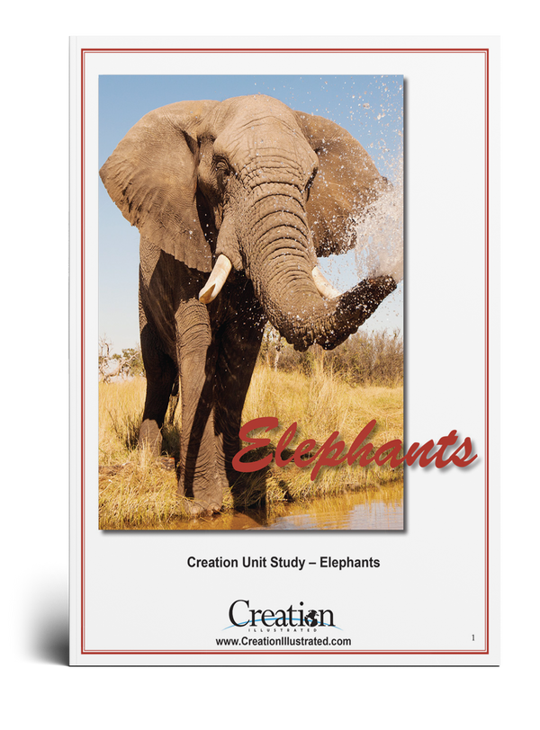 Elephant Unit Study