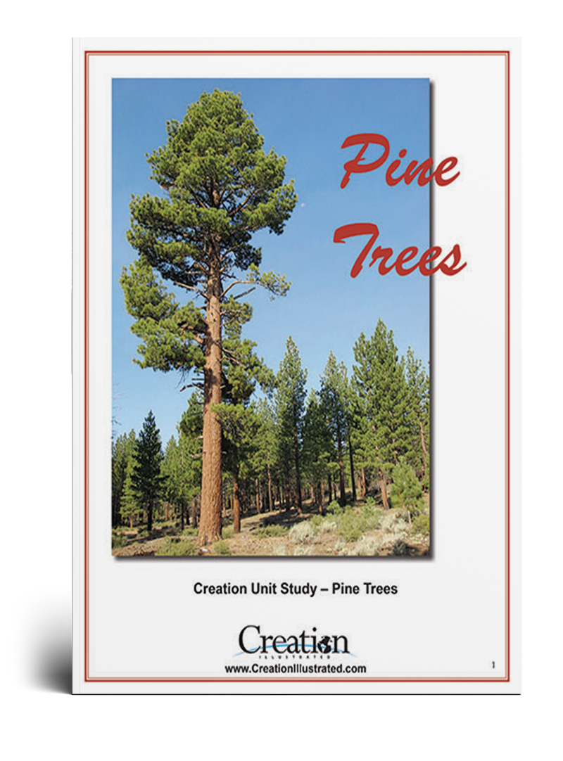 Pine Trees Unit Study