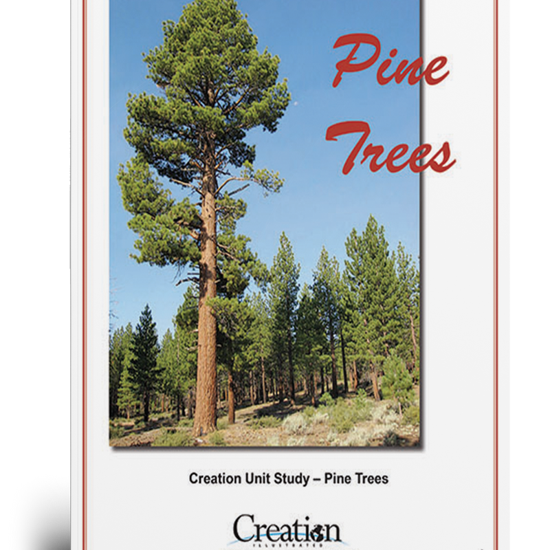 Pine Trees Unit Study