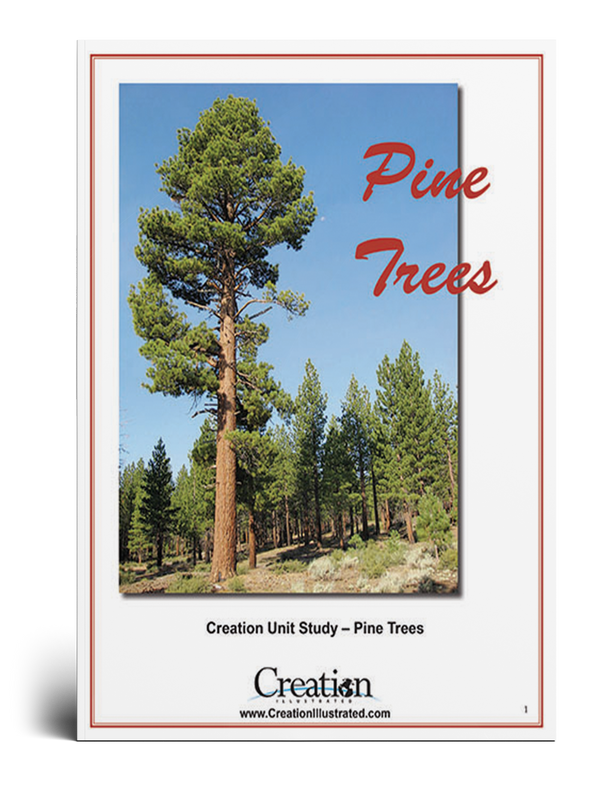 Pine Trees Unit Study