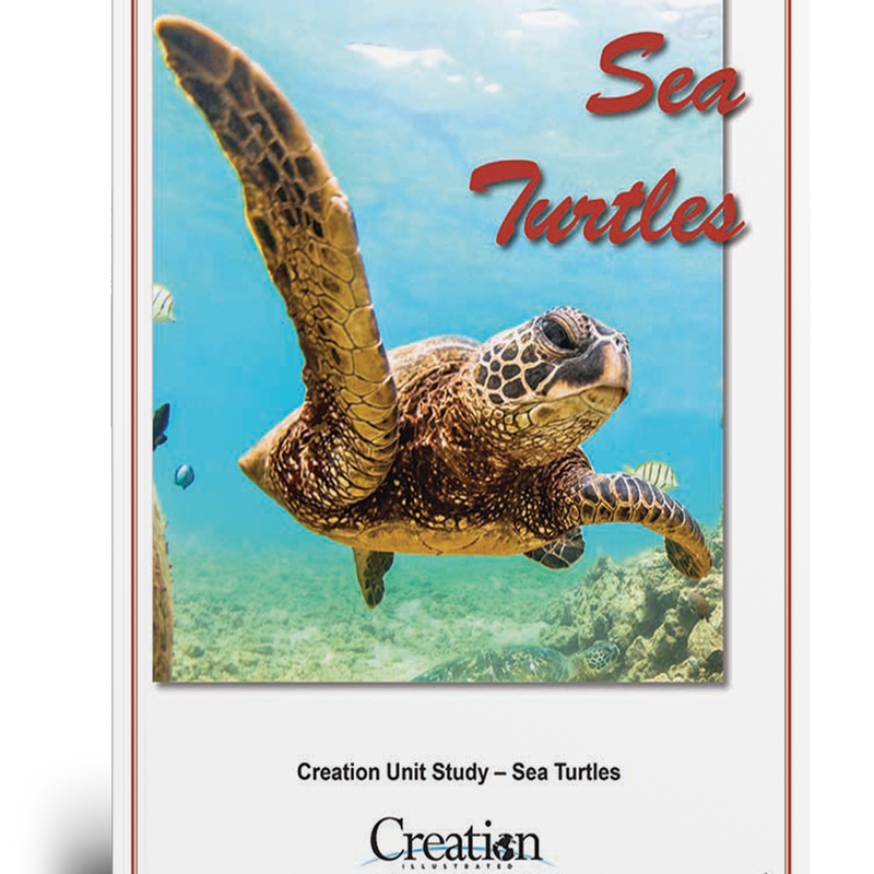 Sea Turtle Unit Study