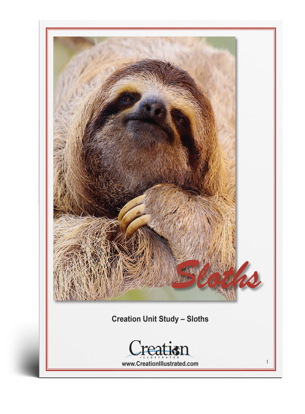 Sloth Unit Study