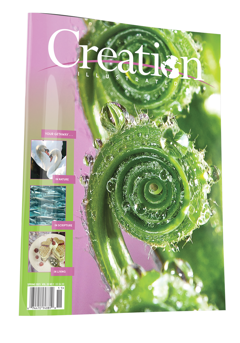 Creation Spring Spring 2021 – Creation Illustrated