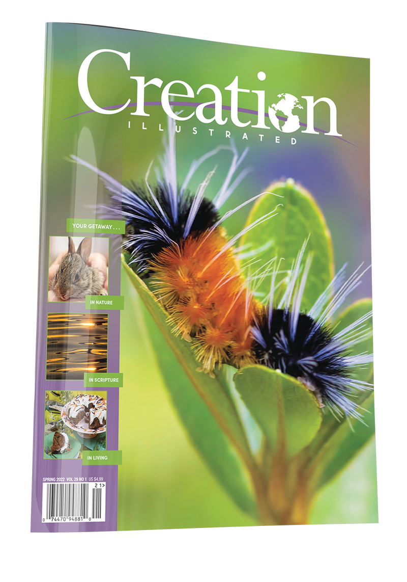 Creation Spring Spring 2022 – Creation Illustrated