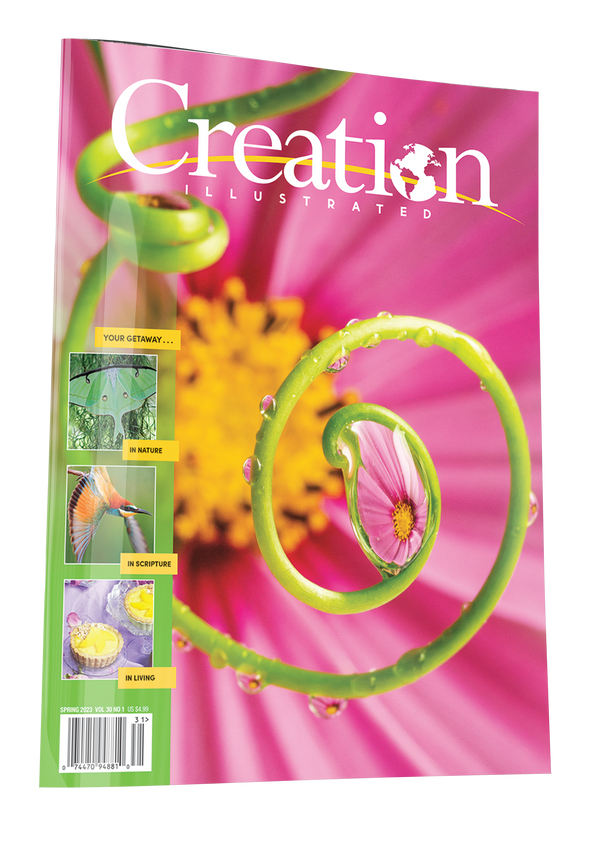 Creation Spring Back Issues – Creation Illustrated