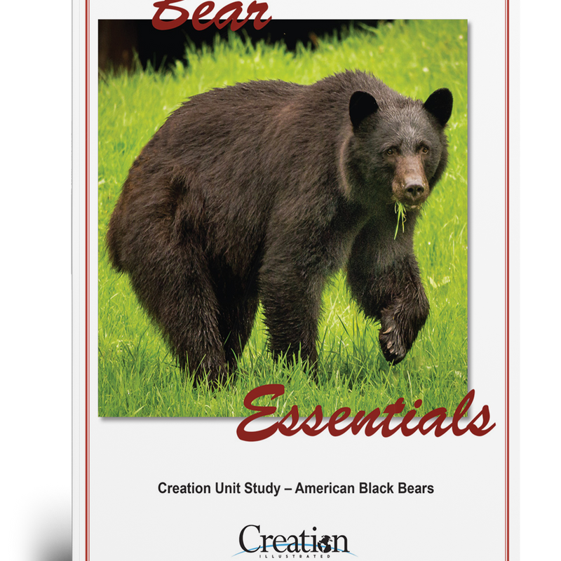 Bear Unit Study