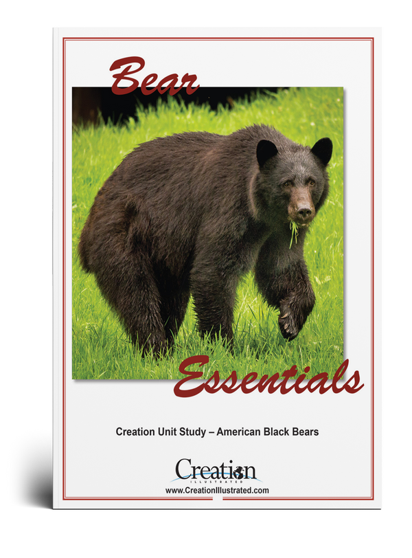 Bear Unit Study
